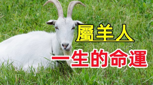 羊小咩便荔卡包额度怎么提现