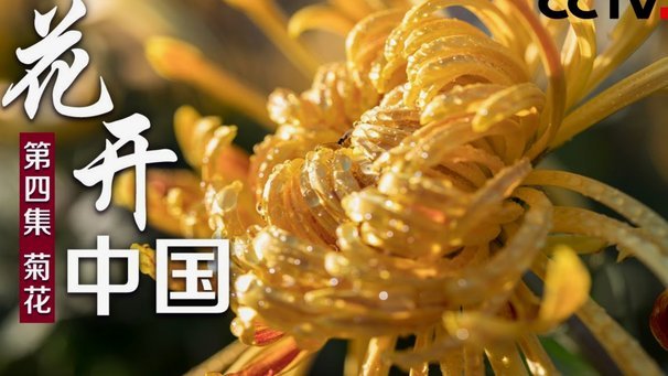 花呗咋提现出来
