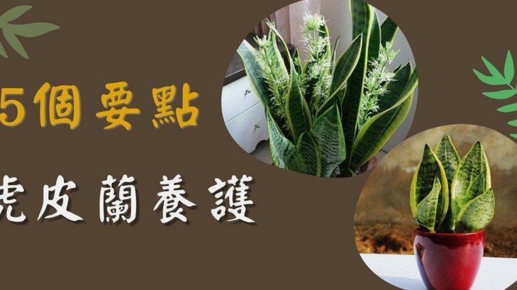 羊小咩享花卡如何提现消费额度