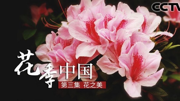 花呗秒到账功能调整：一次系统性支付重构解读