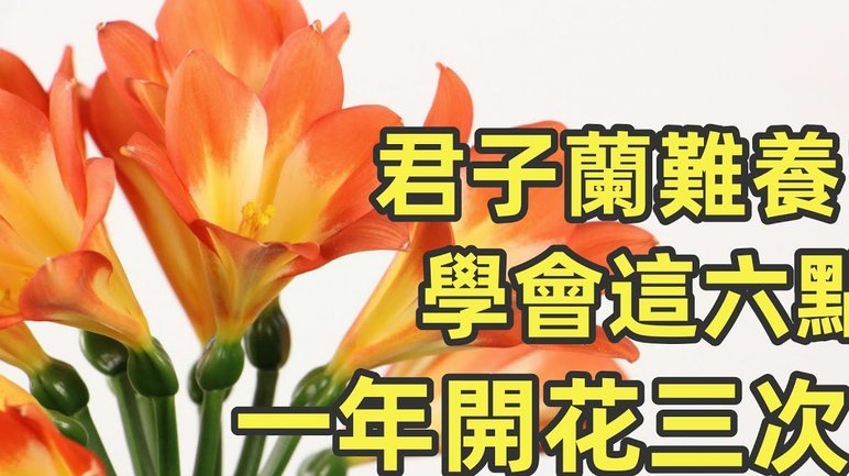 如何查询花呗当前状态及维护良好信用记录