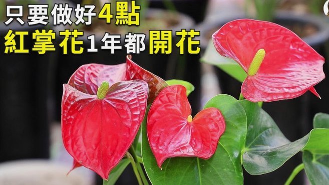 套花呗怎么套安全