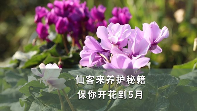拿去花额度提现指南