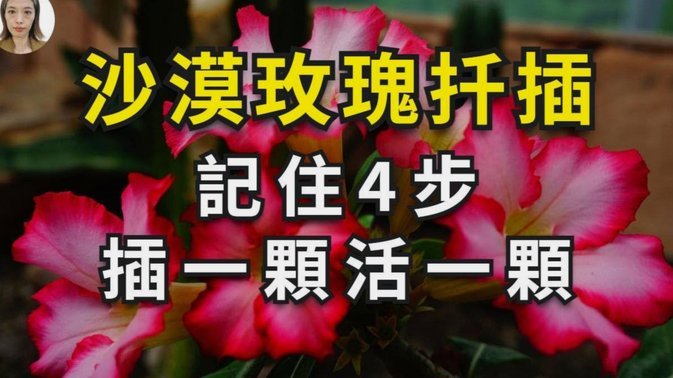 花呗现在情况 怎么没有了