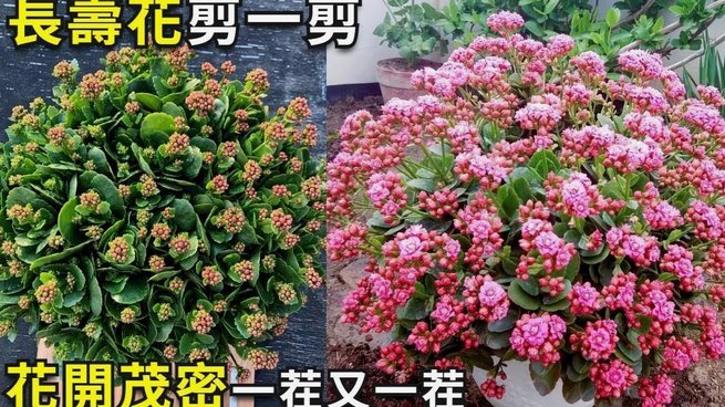 如何安全套现花呗